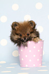 Pomeranian puppy