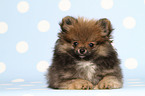 Pomeranian puppy