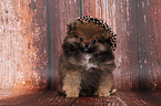 Pomeranian puppy