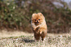 running Pomeranian