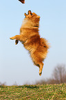 jumping Pomeranian