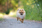 running Pomeranian