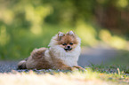 lying Pomeranian