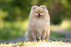 sitting Pomeranian