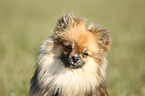 Pomeranian Portrait