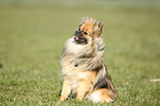 sitting Pomeranian