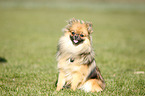 sitting Pomeranian