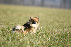 sitting Pomeranian