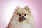 Pomeranian Portrait