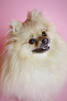 Pomeranian Portrait