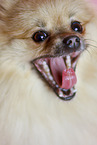 yawning Pomeranian