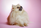 lying Pomeranian