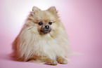 lying Pomeranian