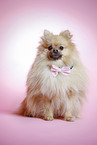 sitting Pomeranian