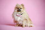 sitting Pomeranian