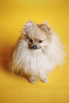 sitting Pomeranian
