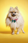 standing Pomeranian