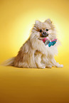 sitting Pomeranian