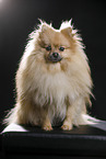 sitting Pomeranian