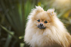 Pomeranian Portrait