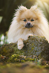 lying Pomeranian