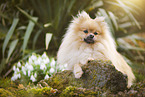 lying Pomeranian