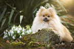 lying Pomeranian