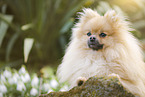 lying Pomeranian