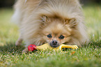 playing Pomeranian