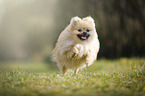 running Pomeranian