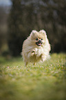 running Pomeranian