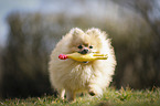 playing Pomeranian