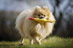 playing Pomeranian