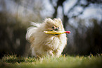 playing Pomeranian