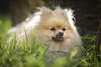 lying Pomeranian