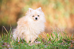 Pomeranian