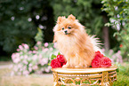 Pomeranian