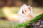 Pomeranian