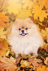 sitting Pomeranian