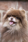 Pomeranian portrait