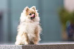 sitting Pomeranian