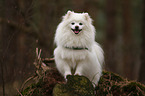 Pomeranian