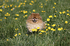 running Pomeranian
