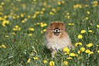 sitting Pomeranian