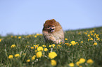 running Pomeranian