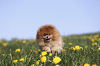 running Pomeranian