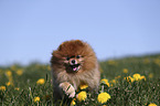 running Pomeranian