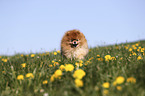 running Pomeranian