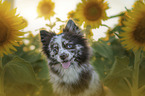 Pomeranian Portrait