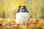sitting Pomeranian